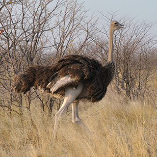 Etosha - Ostrich